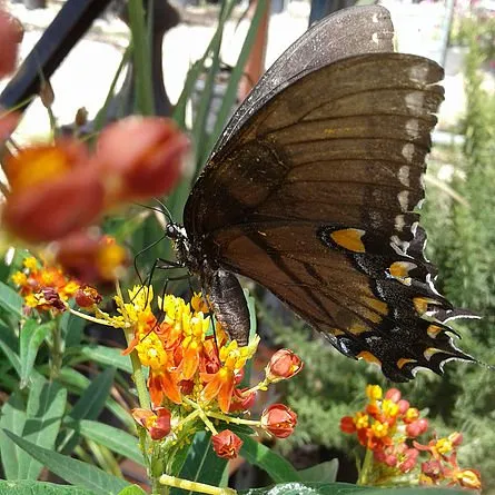 Affordable lawn care service in Kingsland, TX by Blue Water Nursery and Irrigation