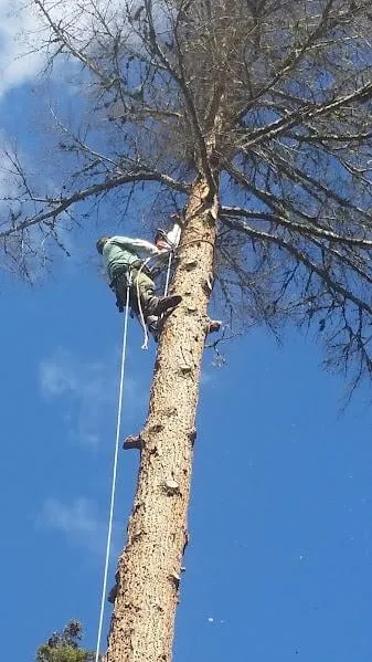 Local landscape installation in Charleston, ME - Blue Water Tree & Lawn