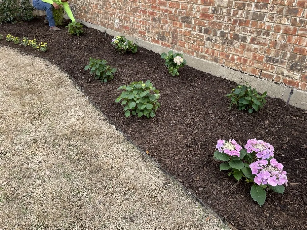 Affordable residential landscaping for year-round maintenance in Richardson, TX by Bluebonnet Gardens Lawn Care Service