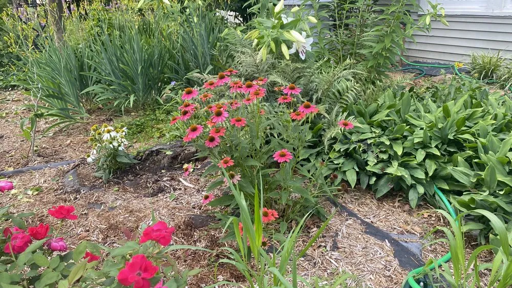 Expert lawn care service experts serving Louisville, KY - Bluegrass Gardening