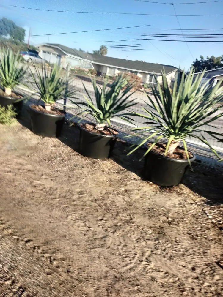 Local yard maintenance in Montclair, CA - Bluegrass Landscape & irrigation