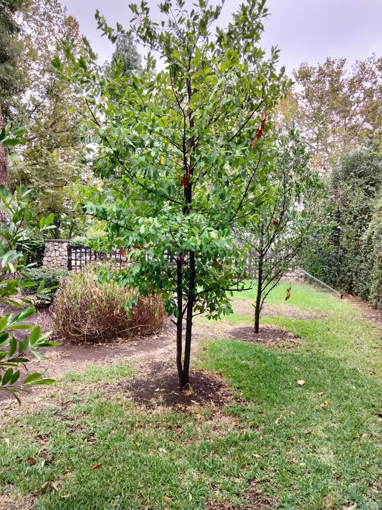 Local yard maintenance for residential properties in Montclair, CA by Bluegrass Landscape & irrigation