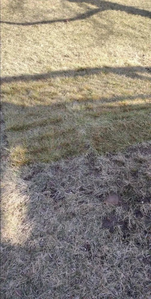 Local yard maintenance in Germantown, MD by Bluegrass Landscaping & Tree Service