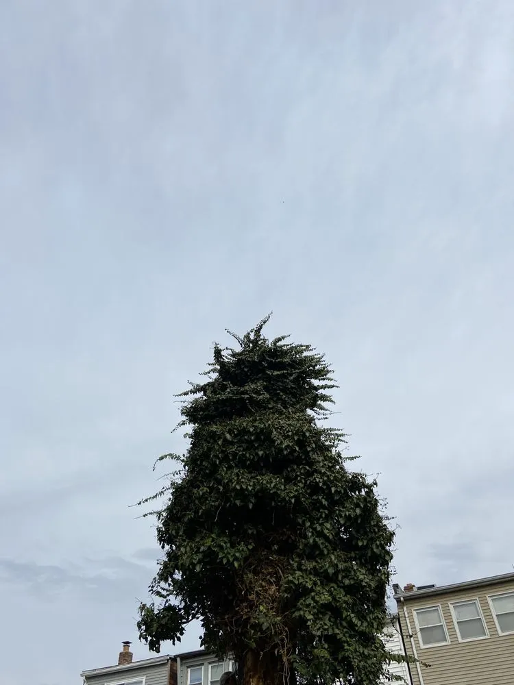 Top-rated outdoor landscaping for outdoor upgrades across Germantown, MD - Bluegrass Landscaping & Tree Service