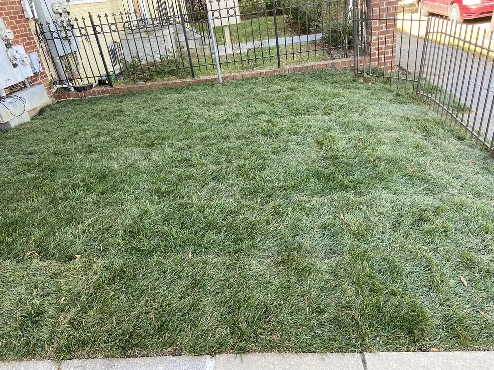 Affordable yard cleanup service experts serving Germantown, MD - Bluegrass Landscaping & Tree Service