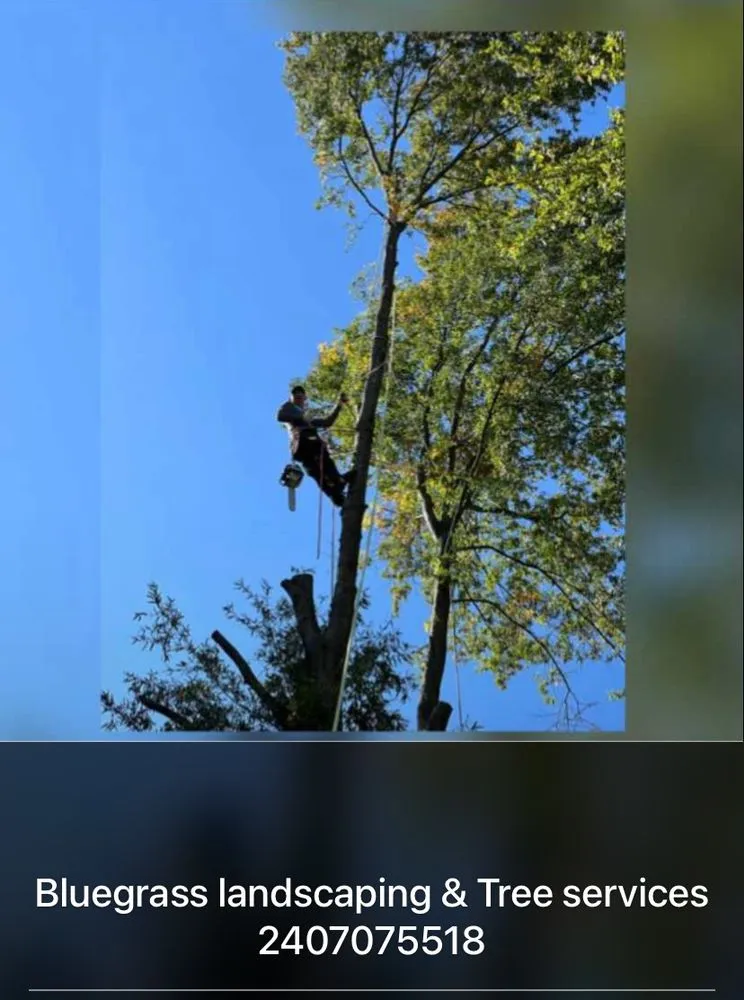 Local landscape design in Germantown, MD - Bluegrass Landscaping & Tree Service