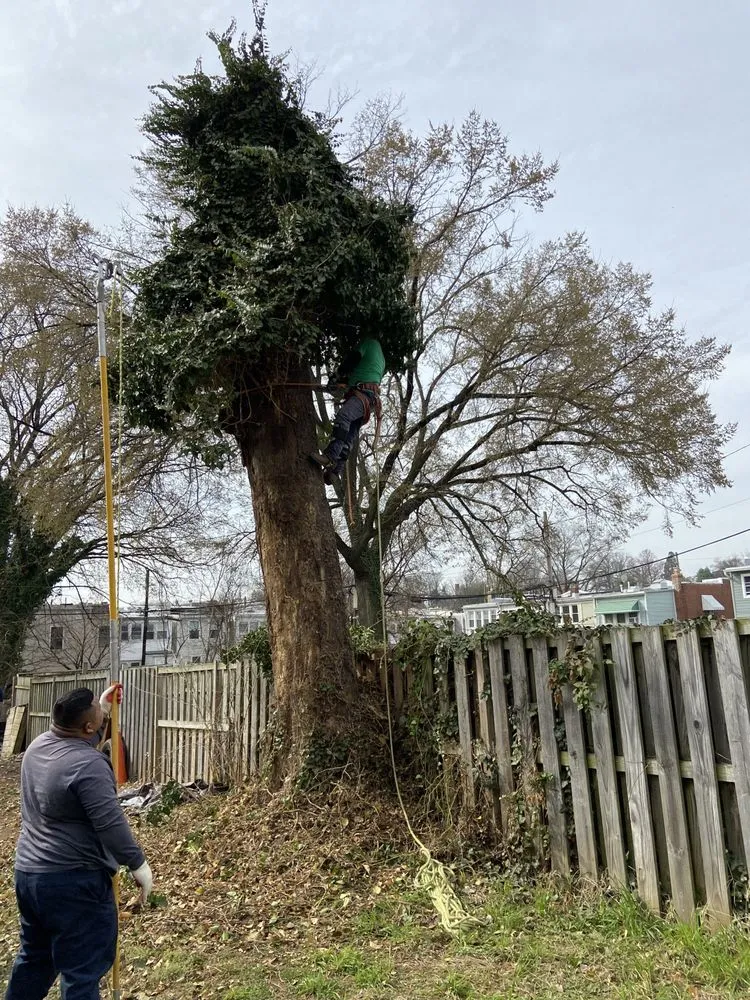 Custom outdoor landscaping for year-round maintenance in Germantown, MD by Bluegrass Landscaping & Tree Service