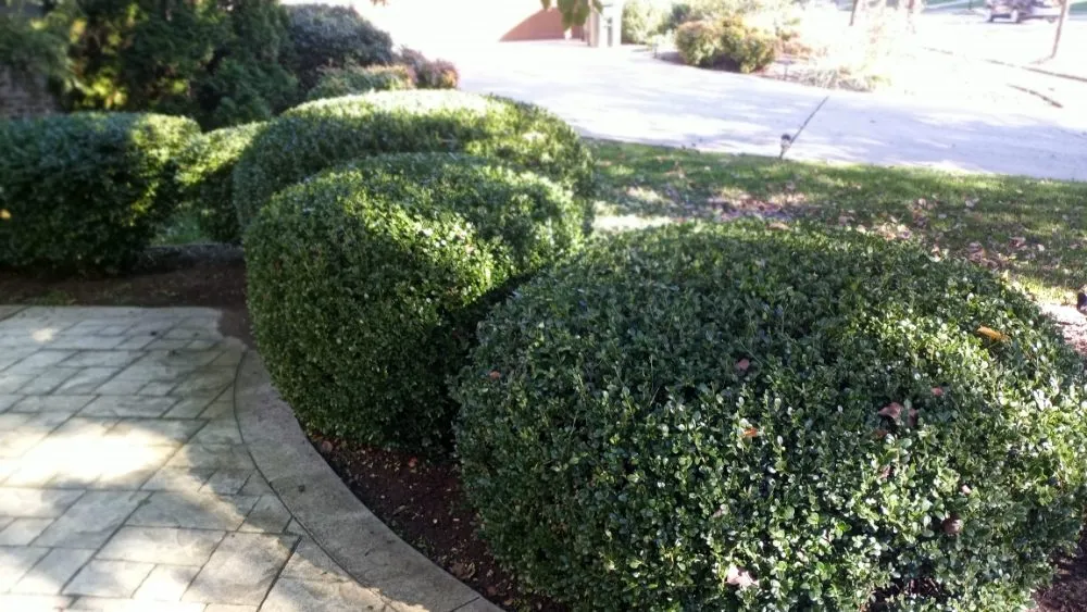 Professional landscape installation in Richmond, KY - Bluegrass Landscaping