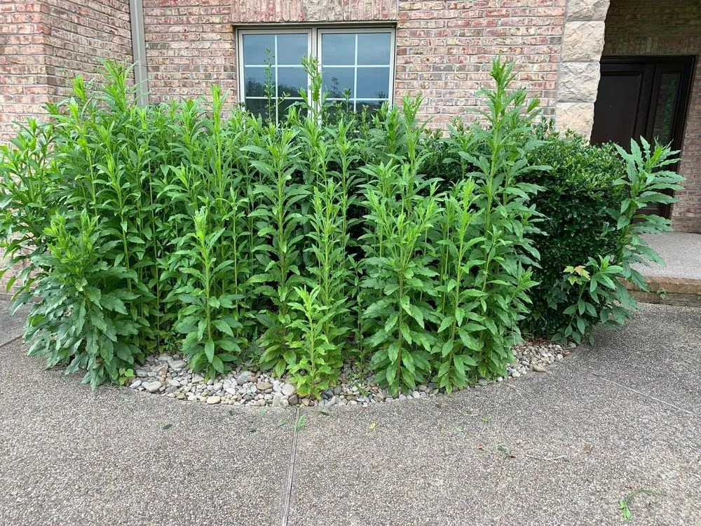 Expert yard cleanup service with custom design in London, KY by Bluegrass Lawn & Tree Care