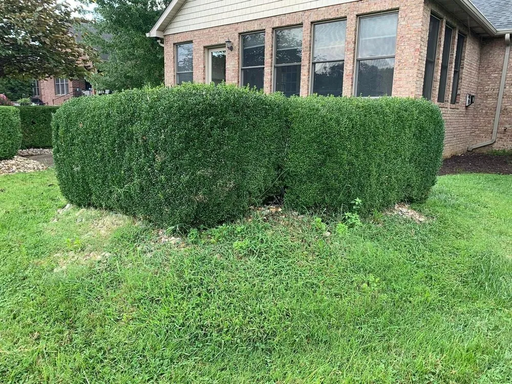 Affordable yard maintenance in London, KY - Bluegrass Lawn & Tree Care