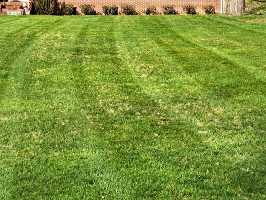 Bluegrass lawn care