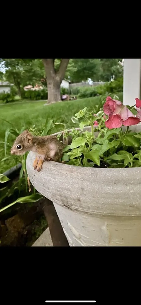 Local yard maintenance near you across Burnsville, MN - Bluegrass Outdoor Services