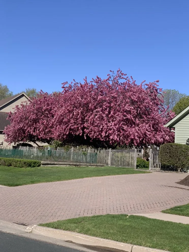 Trusted yard maintenance in Burnsville, MN - Bluegrass Outdoor Services