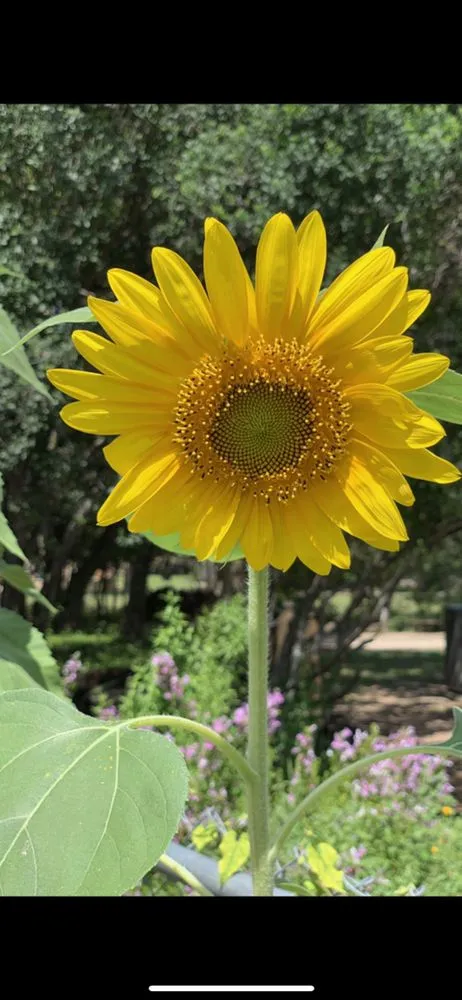 Top-rated lawn care service experts serving Burnsville, MN - Bluegrass Outdoor Services