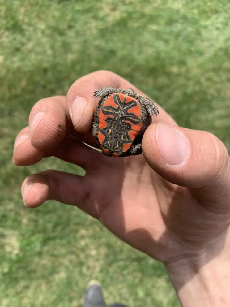 Professional yard cleanup service in Burnsville, MN by Bluegrass Outdoor Services