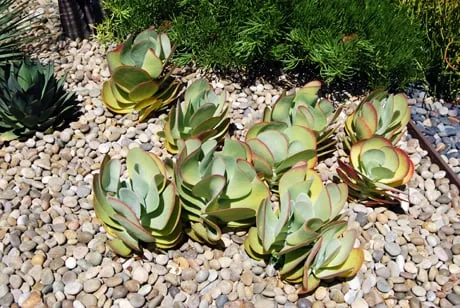 Expert yard maintenance for year-round maintenance in Glendale, CA by BlueGreen Landscape Design