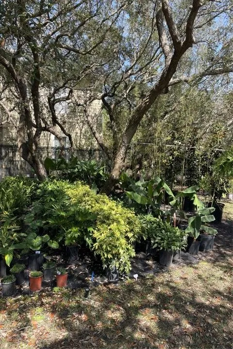 Professional landscaping services near you across Santa Rosa Beach, FL - BlueGreen Landscape Development