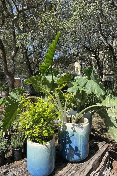 Trusted garden landscaping for year-round maintenance across Santa Rosa Beach, FL - BlueGreen Landscape Development