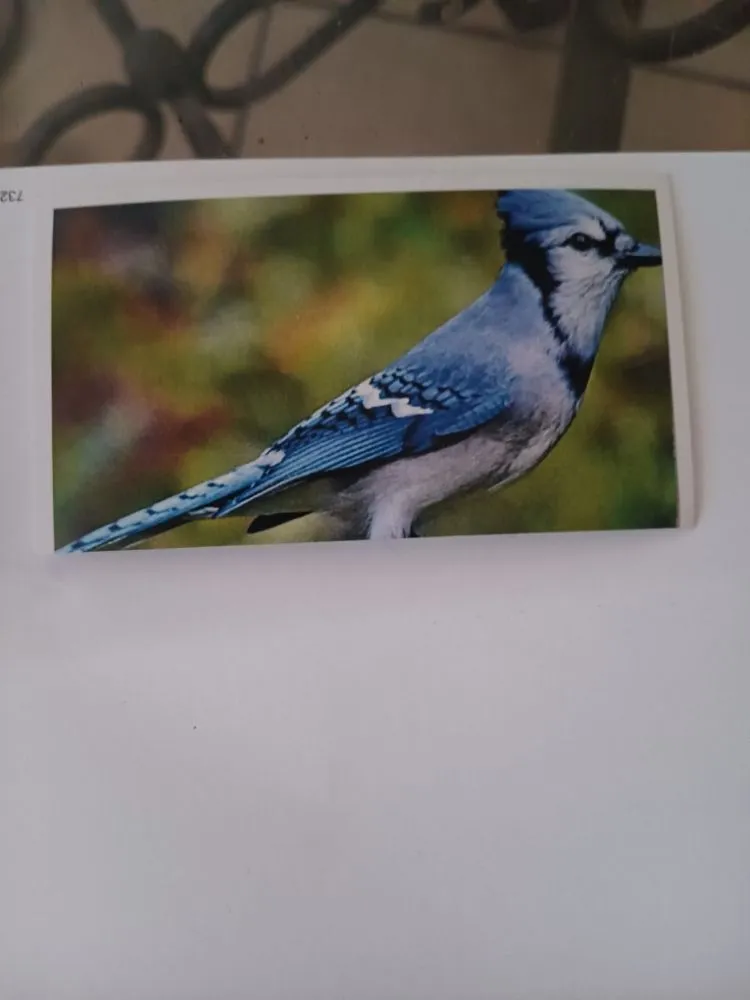 Expert residential landscaping experts serving Tucson, AZ - Bluejay Landscaping