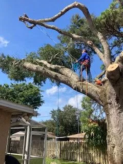 Professional landscape design in Bradenton, FL by Blueline Tree Service & Landscaping