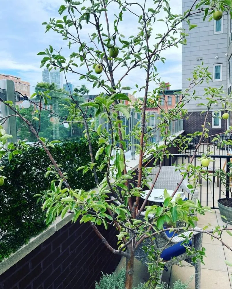 Local yard cleanup service for year-round maintenance in Mount Vernon, NY by Blueocean Innovatived Landscape