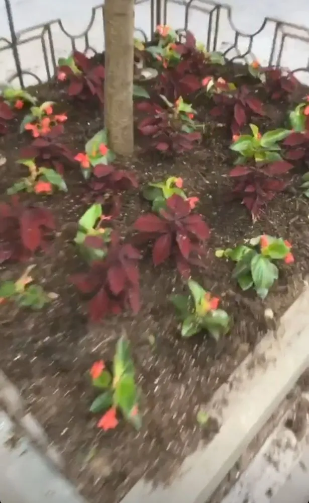 Trusted garden landscaping in Mount Vernon, NY - Blueocean Innovatived Landscape