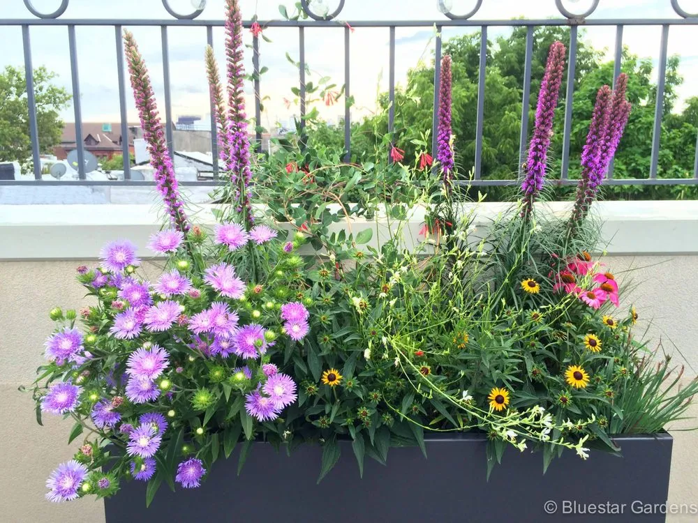 Expert residential landscaping for year-round maintenance in New York, NY by Bluestar Gardens