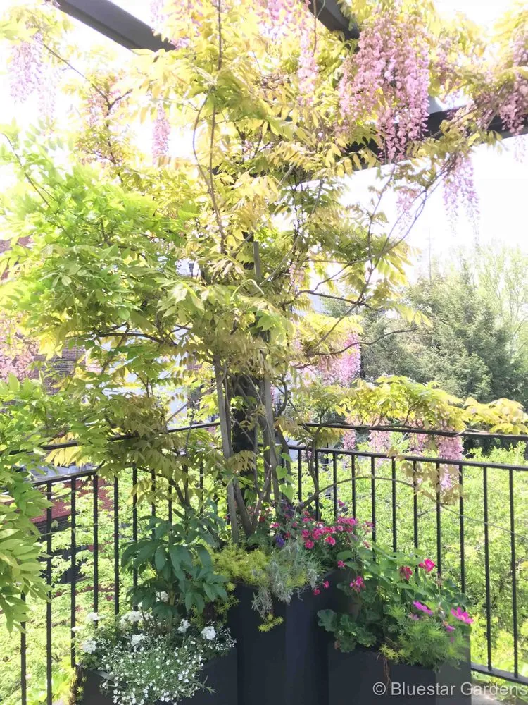 Expert outdoor landscaping for homes in New York, NY by Bluestar Gardens