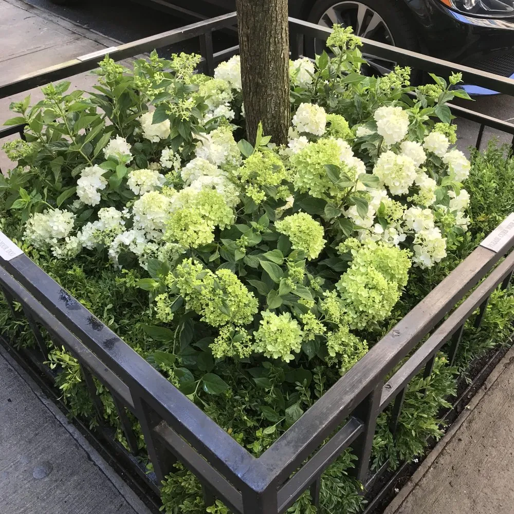 Top-rated yard cleanup service for residential properties across New York, NY - Bluestar Gardens