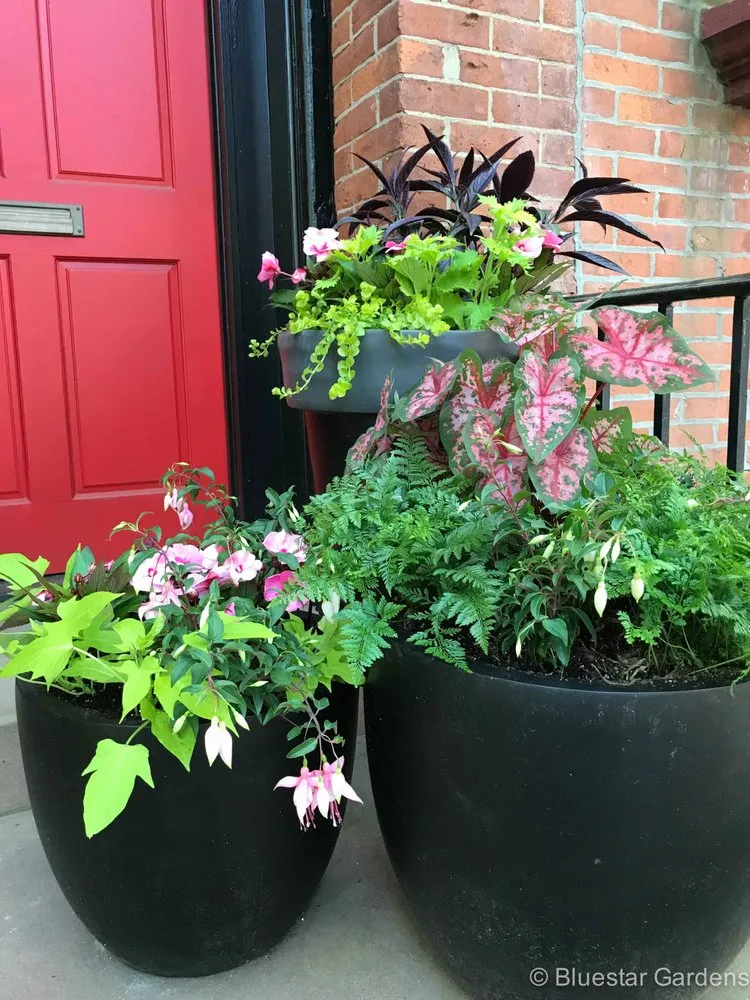 Top-rated landscaping services in New York, NY by Bluestar Gardens