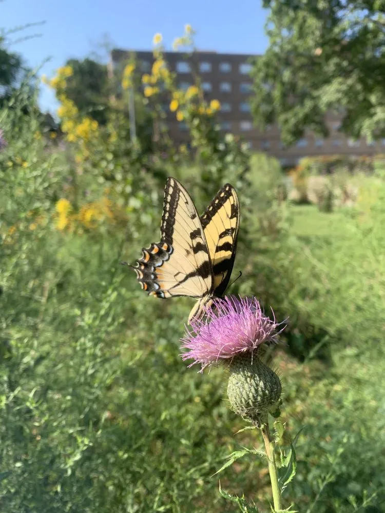 Top-rated yard cleanup service for outdoor upgrades across Kansas City, MO - Bluestem Habitat Restoration
