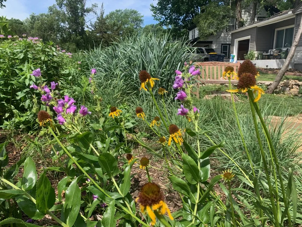 Reliable lawn mowing service in Kansas City, MO - Bluestem Habitat Restoration