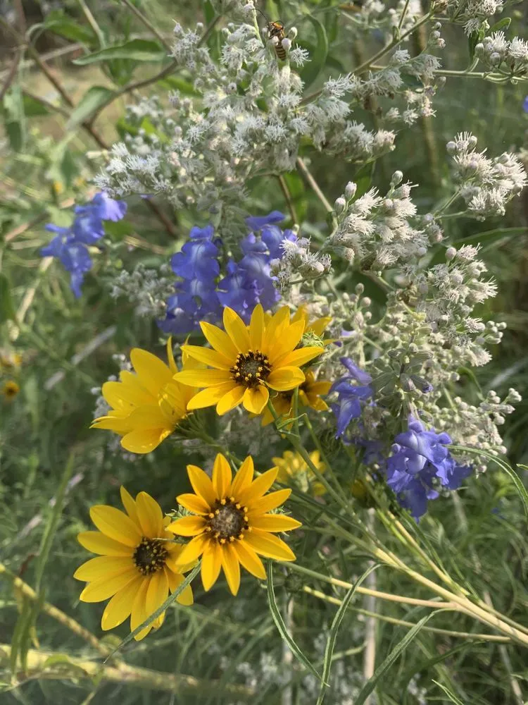 Reliable landscaping services in Kansas City, MO by Bluestem Habitat Restoration