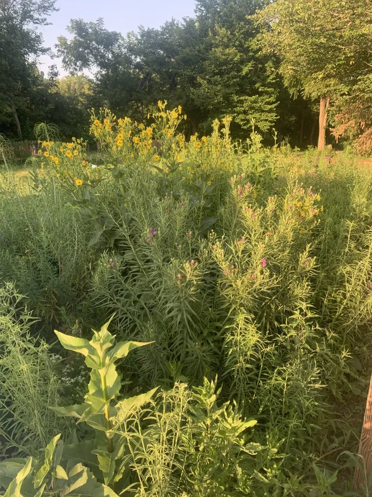 Expert yard maintenance experts serving Kansas City, MO - Bluestem Habitat Restoration