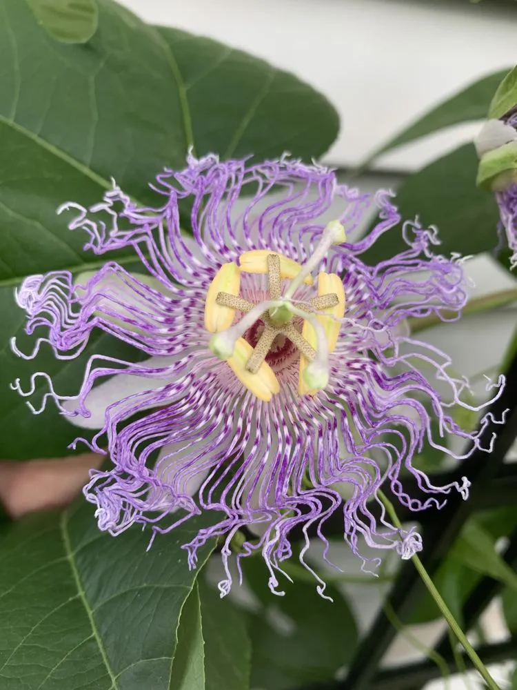 Expert lawn care service in Kansas City, MO by Bluestem Habitat Restoration