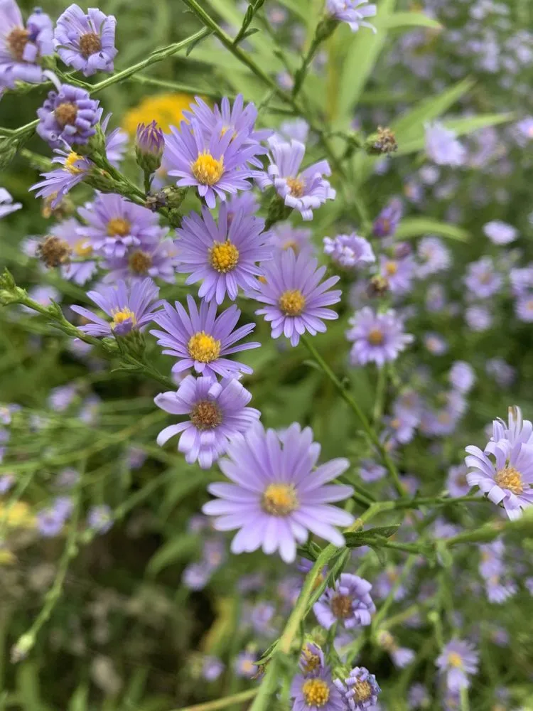 Custom outdoor landscaping in Kansas City, MO - Bluestem Habitat Restoration
