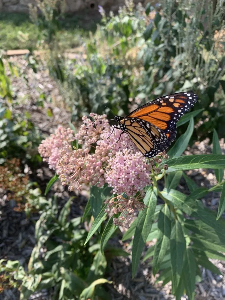 Top-rated lawn mowing service experts serving Kansas City, MO - Bluestem Habitat Restoration