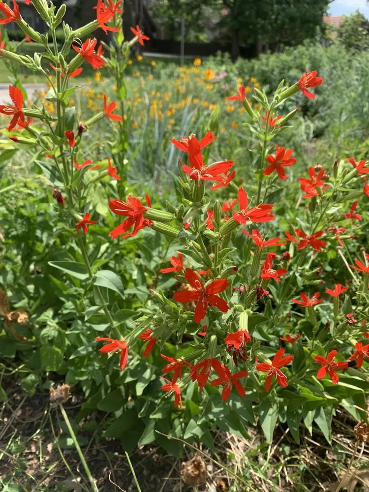 Custom yard cleanup service experts serving Kansas City, MO - Bluestem Habitat Restoration