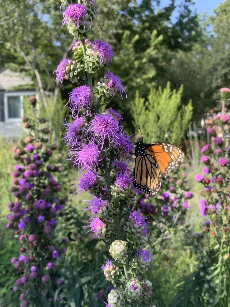 Reliable residential landscaping experts serving Kansas City, MO - Bluestem Habitat Restoration