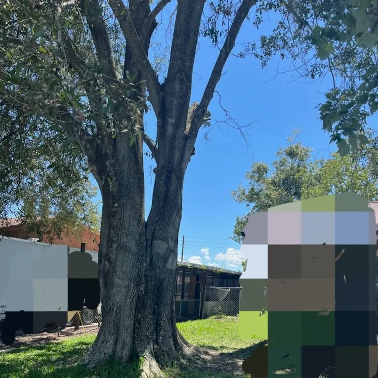 Local yard cleanup service for homes across Kissimmee, FL - Bluestem Landscape Experts