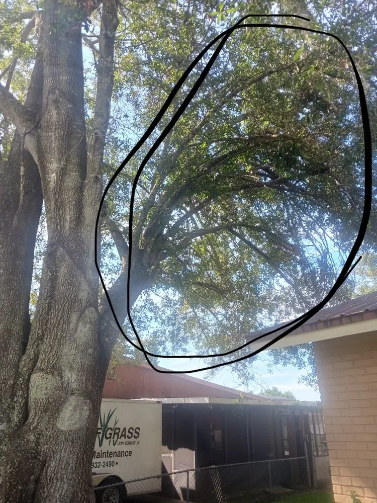 Local lawn care service in Kissimmee, FL - Bluestem Landscape Experts