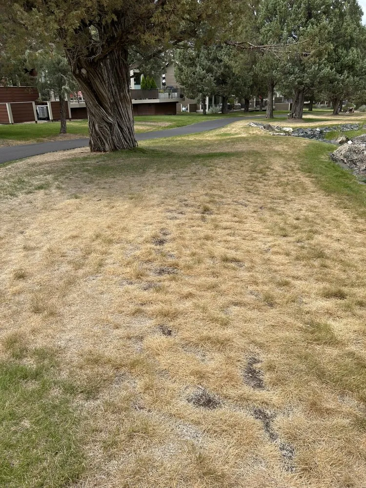 Trusted lawn mowing service in New Lenox, IL - Bluestone Landscape