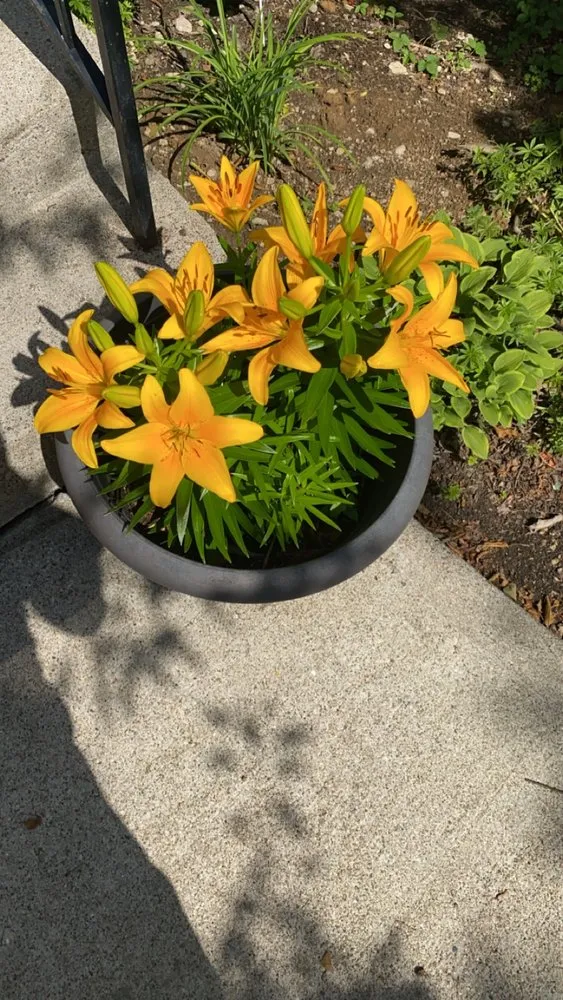 Professional lawn care service for homes across Hamilton, OH - Blueyed Lawn Guy