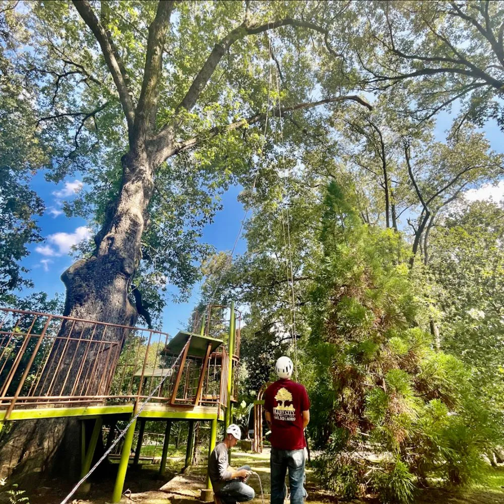 Affordable lawn care service in Collierville, TN - Bluff City Tree & Landscape