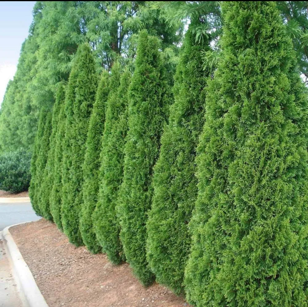 Affordable landscape design in Collierville, TN - Bluff City Tree & Landscape