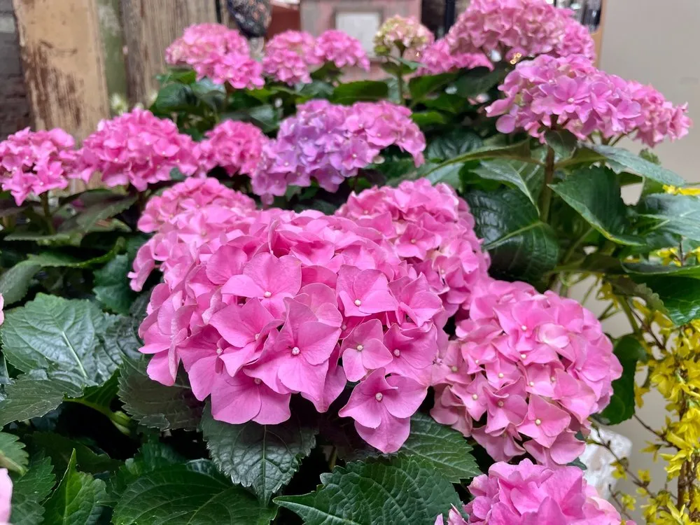 Professional landscape design with custom design in Sycamore, IL by Blumen Gardens