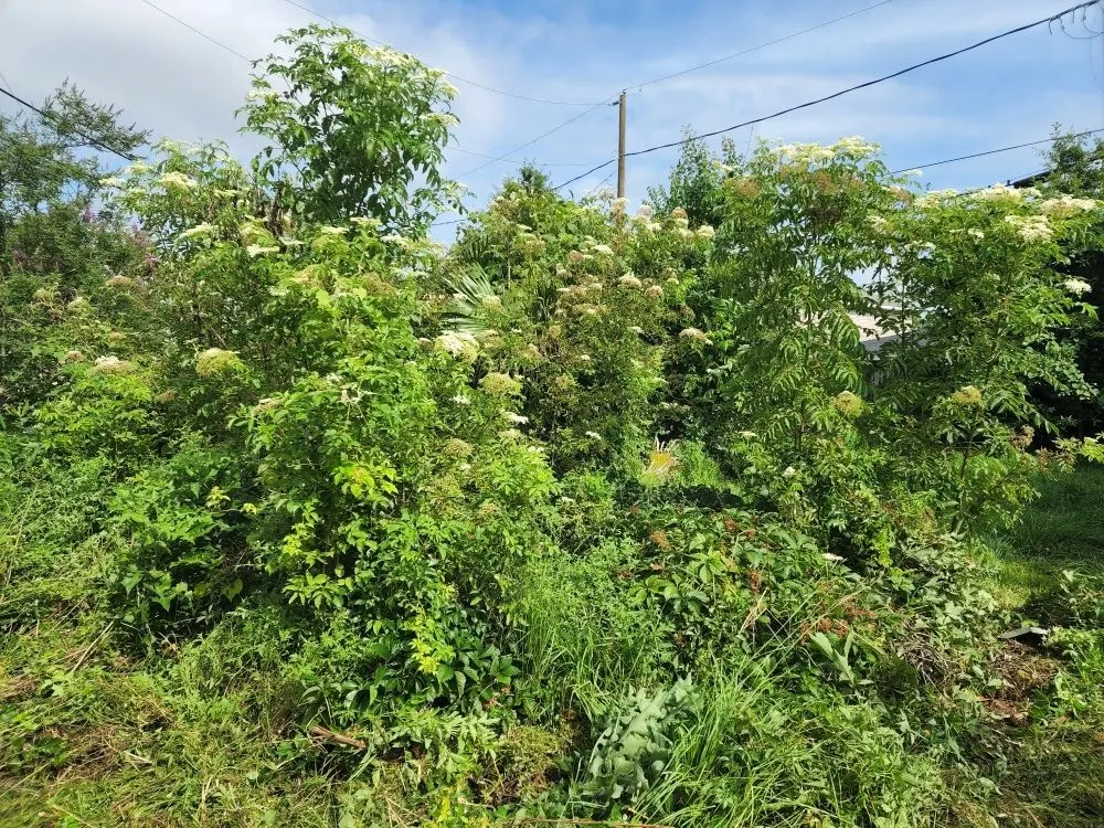 Professional residential landscaping experts serving Lacombe, LA - B&M Home Services