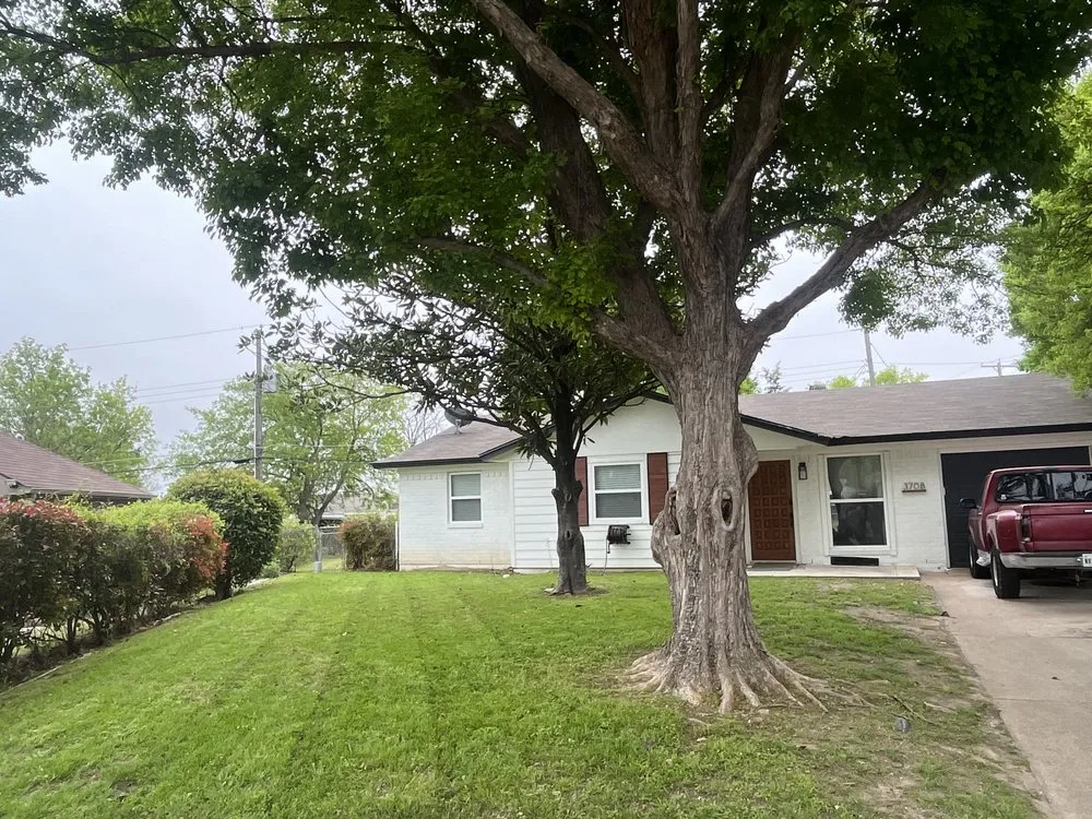 Local yard cleanup service for year-round maintenance in Dallas, TX by B&M Landscaping