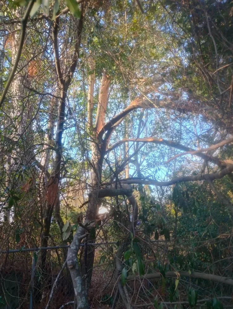 Affordable yard maintenance for beautiful yards in Grovetown, GA by B&M Landscaping