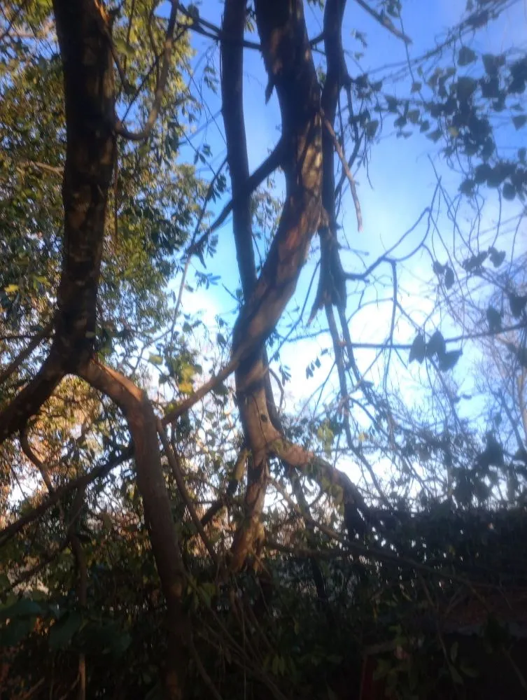 Local yard cleanup service experts serving Grovetown, GA - B&M Landscaping